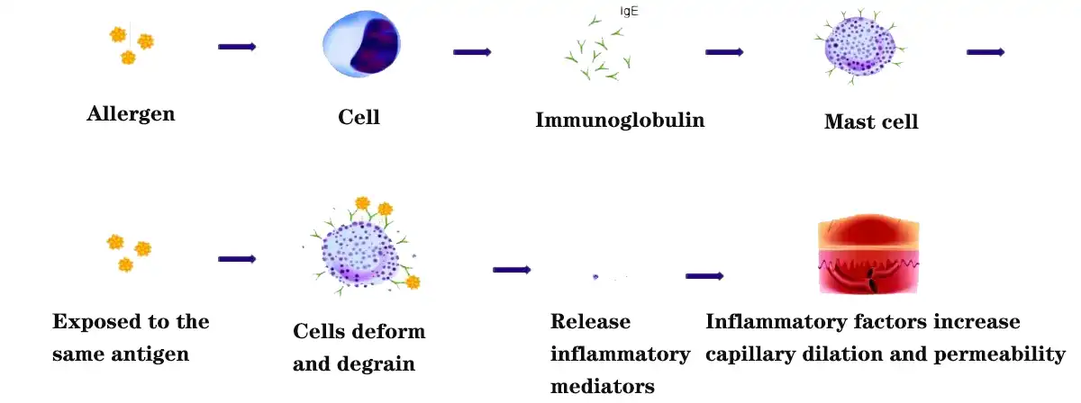 Inflammatory factors increase capillary dilation and permeability.jpg Inflammatory factors increase capillary dilation and permeability.jpg